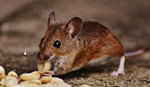 24 Hour & Emergency Exterminators in Saulsville, WV